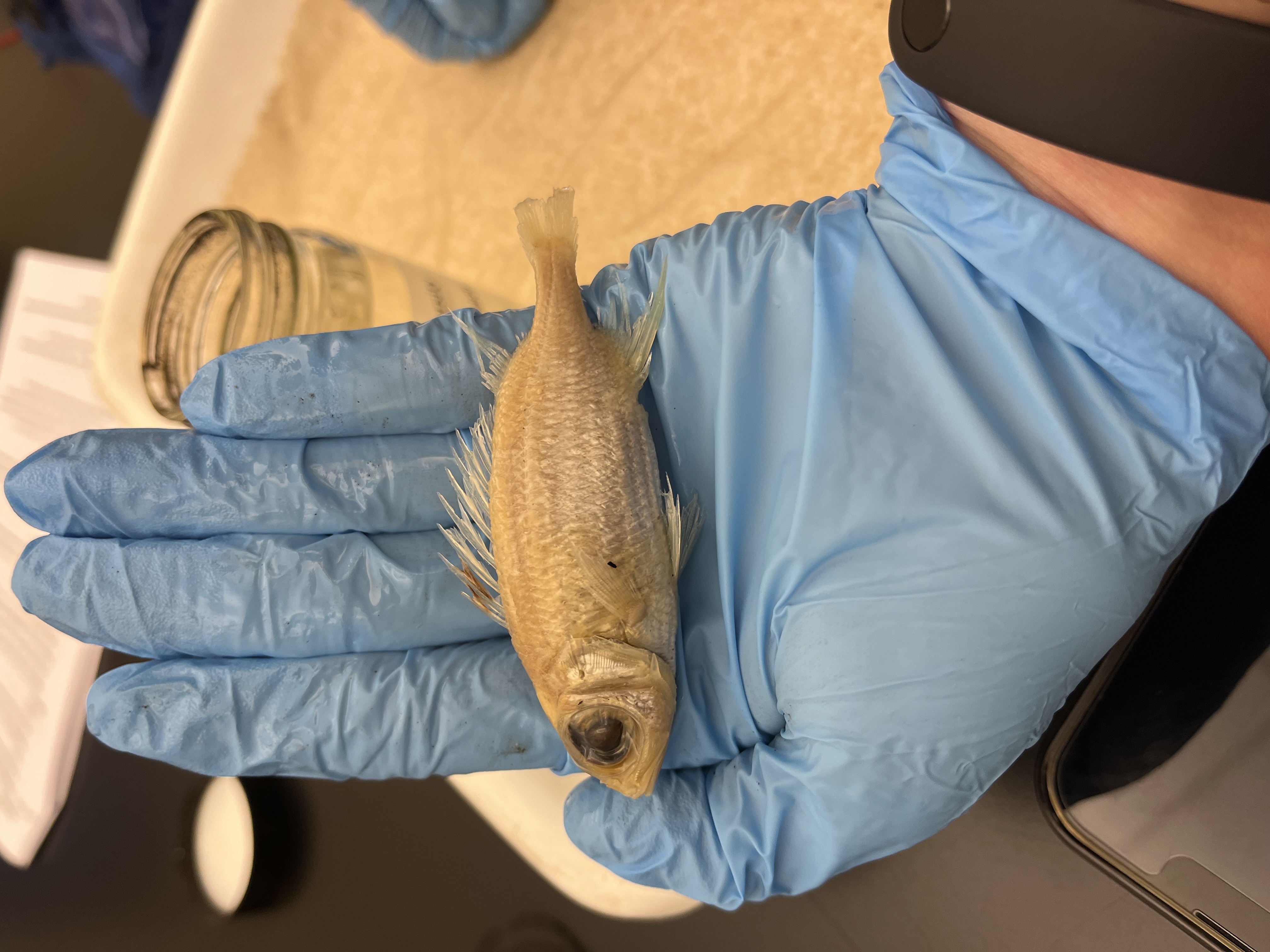 <p>Squirrelfishes</p>