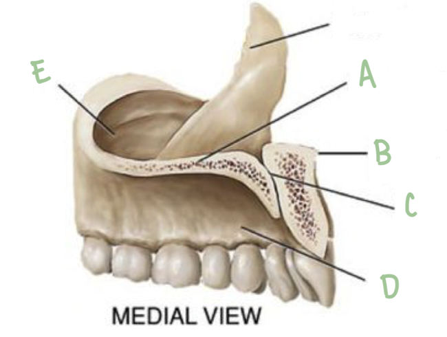 <p>Name the part of the maxillae labeled C</p>