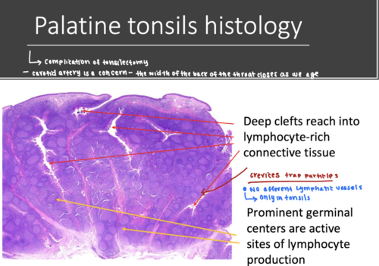 <p>palatine and lingual tonsils </p>