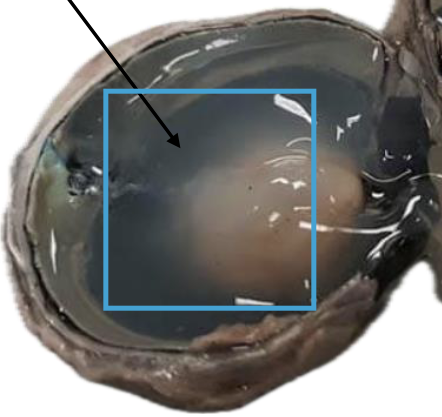 <p>What is this highlighted figure?</p>