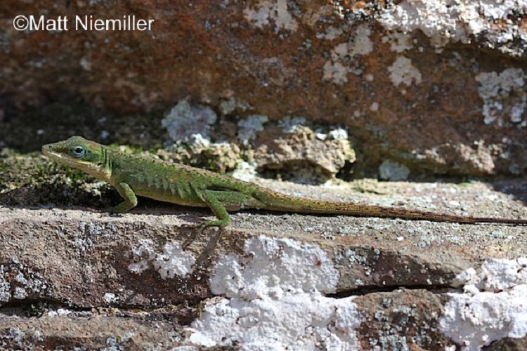 <p><span>A small lizard (5.0 to 8.0 inches in length) which can be green, brown, or a mixture of both colors; may have some dark patterns on the back. Males are larger and have a pink or reddish throat fan. Females have a white throat and a whitish stripe down the center of their back.</span></p>