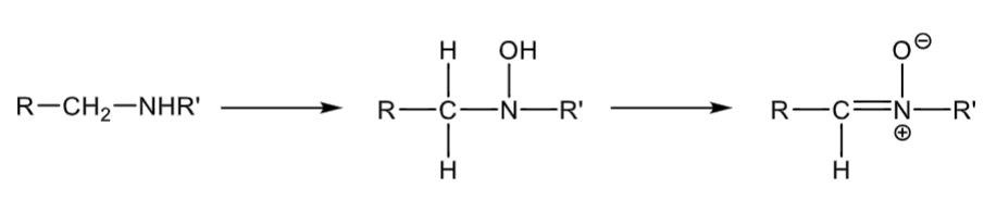 <p>forms a hydroxylamine</p><p>can further oxidate to form a nitrone</p>
