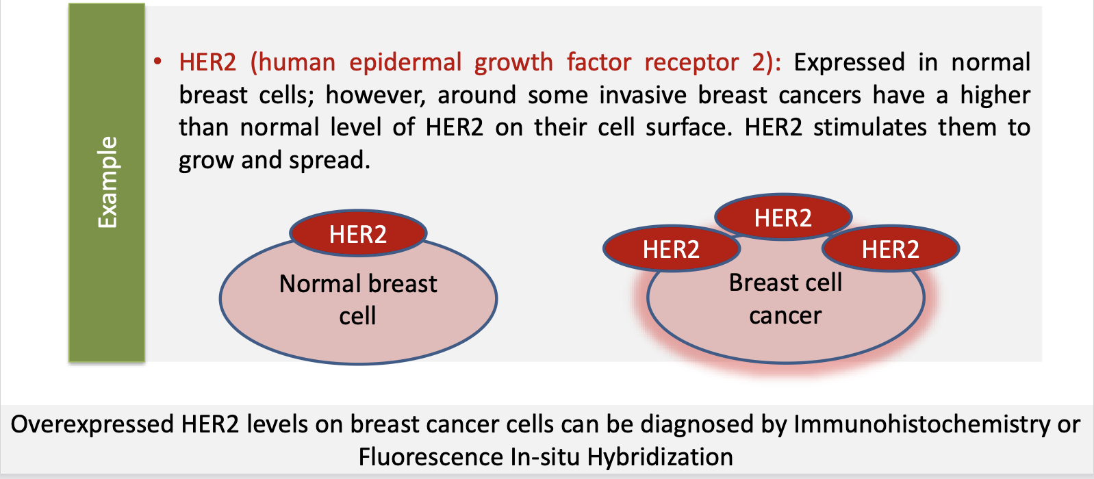 <p>Expressed in normal breast cells; however, around some invasive breast cancers have a higher than normal level of HER2 on their cell surface. HER2 stimulates them to grow and spread</p><p>Overexpressed HER2 levels on breast cancer cells can be diagnosed by Immunohistochemistry or Fluorescence In-situ Hybridization<br></p>