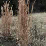 <p><img src="https://encrypted-tbn0.gstatic.com/images?q=tbn:ANd9GcQWOL6YLC1Waj1qJyqP0jQ4VURi6pWsPw3_sDC8AD04gQ&amp;s" alt="BROOMSEDGE BLUESTEM Plant Fact Sheet"></p>