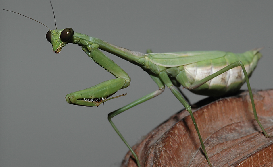 <p>first leg segment of insects</p><p>usually very short/hidden</p>
