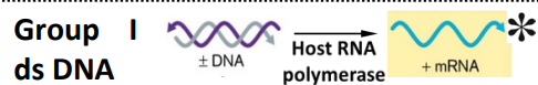 <p><span style="color: blue;"><strong><span>± DNA</span></strong></span><span> —→ </span><u><span>host&nbsp;</span></u><span>RNA polymerase —→ </span><span style="color: red;"><strong><span>+ mRNA</span></strong></span></p><ul><li><p><span style="color: rgb(255, 254, 254);">use<strong> <u>host</u><span> DNA polymerase </span></strong><span>to make copies of genome</span></span></p></li></ul><p></p>
