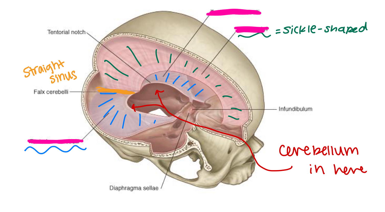 <p>label the missing parts (pink):</p>