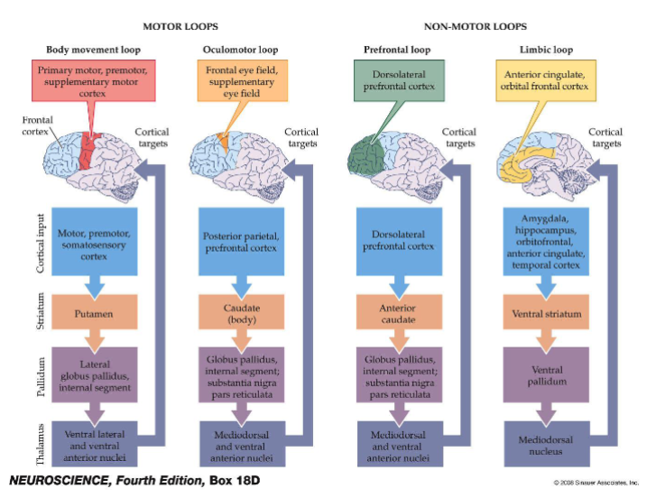 <p>body movement loop&nbsp;</p><p>oculomotor loop</p><p>prefrontal loop</p><p>limbic loop</p>