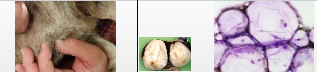 <p>What is this?</p><p>Features?</p>