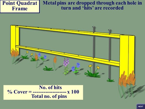 <ul><li><p>A needle is dropped through a hole in a frame until it touches the ground & whatever species the needle hits are recorded</p></li><li><p>Percentage cover = number of hits / number of repeats</p></li></ul><p></p>