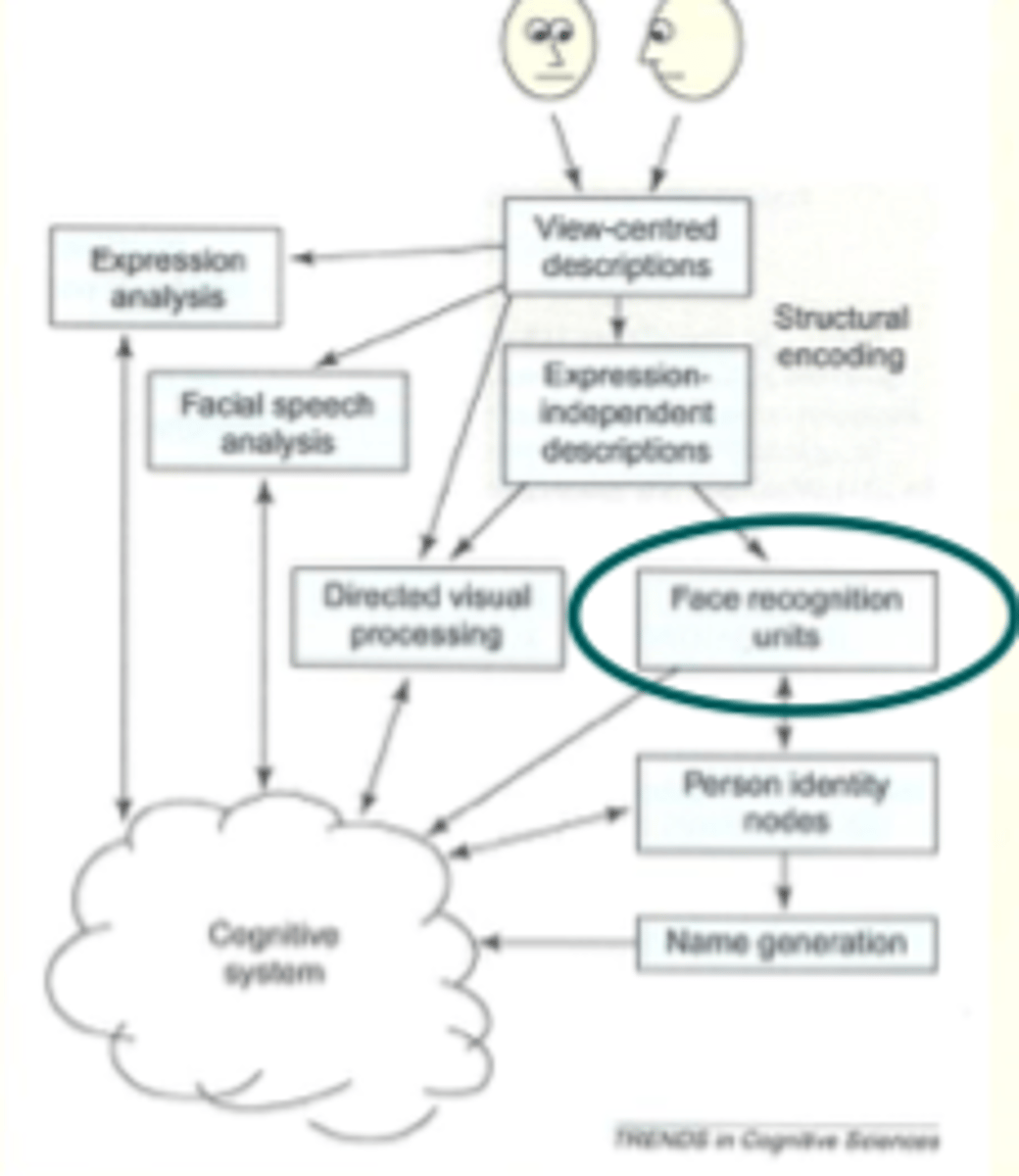 <p>input expression indep descriptions</p><p>contains stored structural (visual) descrip of familiar faces</p><p>1 FRU per face</p>