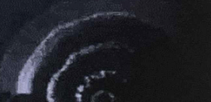 <p>What bacteria species sometimes <strong>swarm as a thin film of growth</strong>?</p>