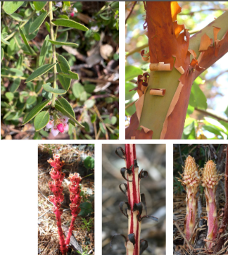 <p>Clade: Superasterids (Asterids)</p><p>Order: Ericales</p><ol><li><p>Thick, leathery lvs</p></li><li><p><strong>Petals fused</strong></p></li><li><p>Urn-shaped corolla</p></li><li><p><strong>Stamens 2x corolla lobes</strong></p></li><li><p><strong>Bilateral*</strong></p></li><li><p>Mycoparasites*</p></li></ol><p></p>