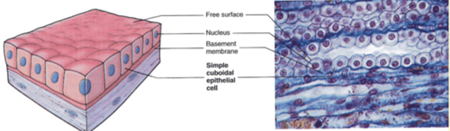 <p>-Location: Kidney tubules, glands, bronchioles, choroid plexus (brain)</p><p>-Structure: Single layer of cube-shaped cells; some have cilia</p><p>-Function: Secretion &amp; absorption (Via active transport &amp; facilitated diffusion); mucus movement (via cilia/microvilli)</p>