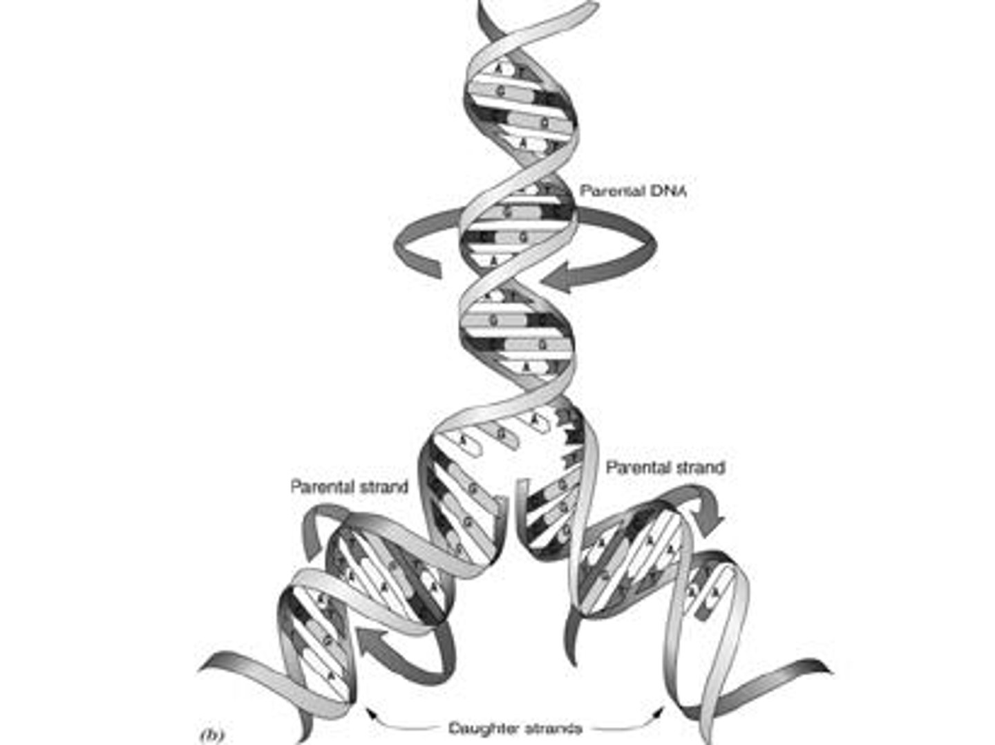 <p>Bacteria replicate their DNA as the first step in binary fission, using a semiconservative model where each strand serves as a template.</p>