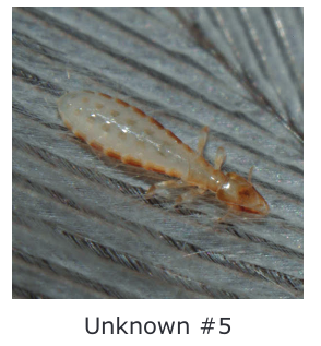 Unknown#5