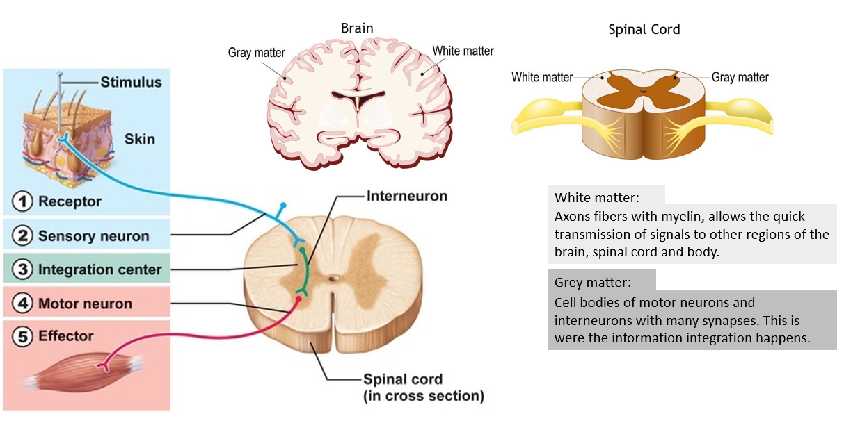 <p>Cerebral hemisphere</p><ul><li><p>Cerebrum</p><ul><li><p>Control muscle func, speech, thought, emotions, reading, writing, learning</p></li><li><p>Structures</p><ul><li><p>Right cerebral hemisphere</p><ul><li><p>Muscle on left side of body</p></li></ul></li><li><p>Left CH&nbsp;</p><ul><li><p>Muscle on RHS of body</p></li></ul></li></ul></li><li><p>Pri motor cortex</p><ul><li><p>Control voluntary mvt to skeletal muscle (via motor neuron) → cause contract → bones move</p></li></ul></li></ul></li><li><p>Cerebellum&nbsp;</p><ul><li><p>Coor skeletal muscle contraction&nbsp;</p></li><li><p>Maintain balance</p></li><li><p>Motor memory</p><ul><li><p>Ex. Riding a bike</p></li></ul></li></ul></li><li><p>Grey matter</p><ul><li><p>Cell bodies of motor + relay neuron w many synapses</p><ul><li><p>Info integration occurs</p></li></ul></li></ul></li><li><p>White matter</p><ul><li><p>Axon fibres w myelin</p><ul><li><p>Allow quick transmission of signal to brain, spinal cord, etc.&nbsp;</p></li></ul></li></ul></li></ul><p></p>