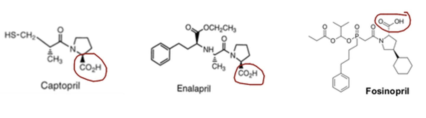 <p>- carboxylic acid</p>