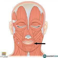 <p>closes the mouth "kissing muscle"</p><p>surrounds the mouth</p>