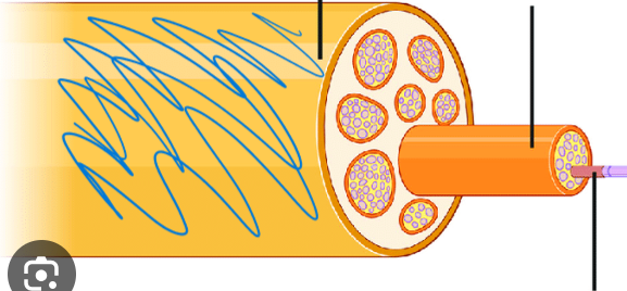 <p>tough fibrous sheath that encloses fascicles and blood vessels into one nerve</p>