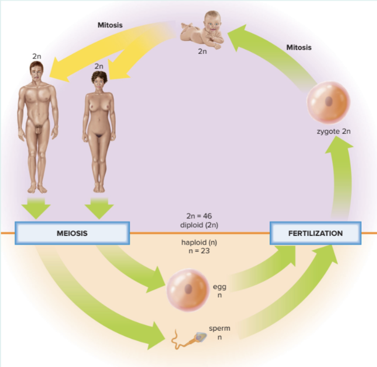 <p>Human Life Cycle</p>
