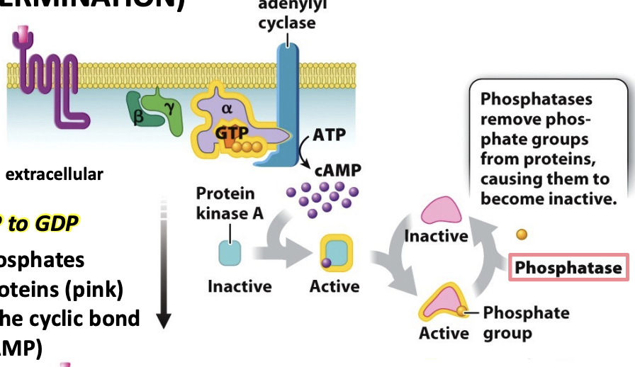 <ol><li><p>signal goes away</p></li><li><p>G protein hydrolyzes GTP to GDP</p></li><li><p>phosphatases remove phosphates from activated targer proteins (pink)</p></li><li><p>Phosphodiesterases cut the cyclic bond in cyclic AMP (to yield just AMP, which is inactive)</p></li></ol><p></p>