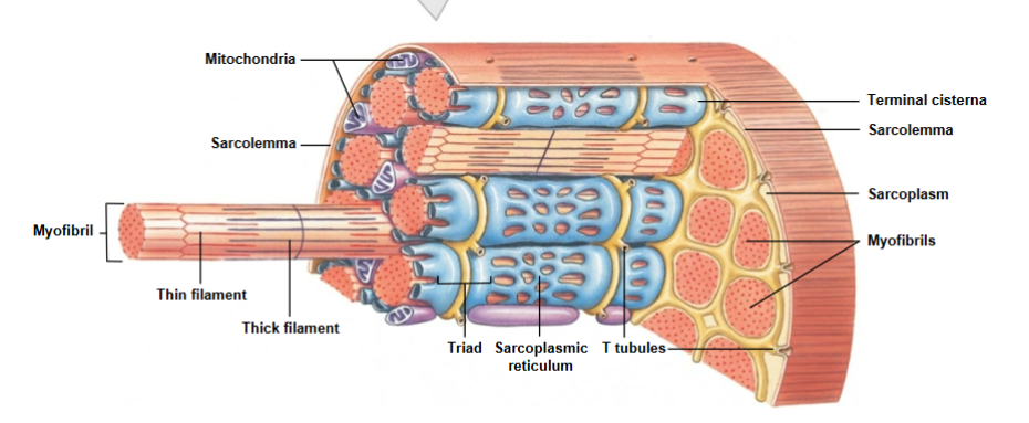 <ul><li><p>transmit action potential through cells</p></li><li><p>allow entire muscle fiber to contract simultaneously </p></li><li><p>have same properties as sarcolemma</p></li></ul><p></p>