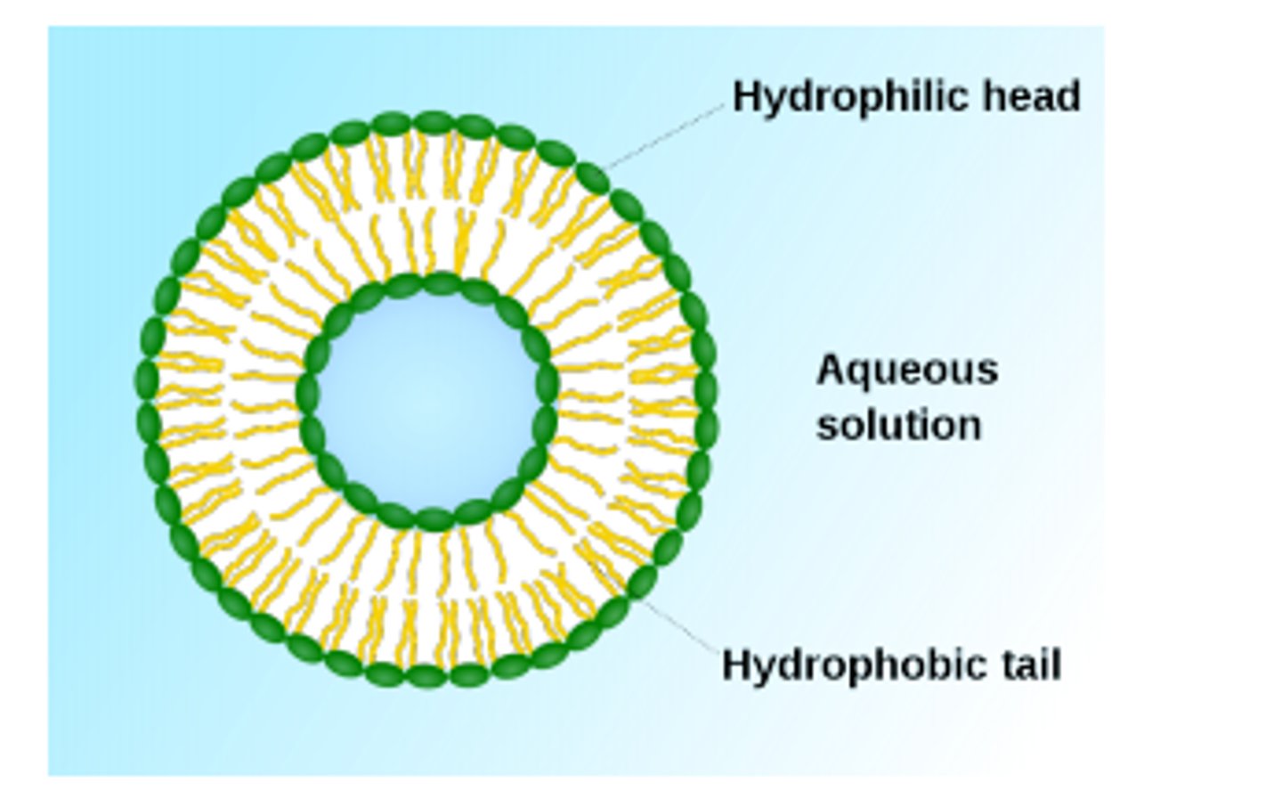 <p>Vesicle surrounded by a phospholipid bilayer</p>