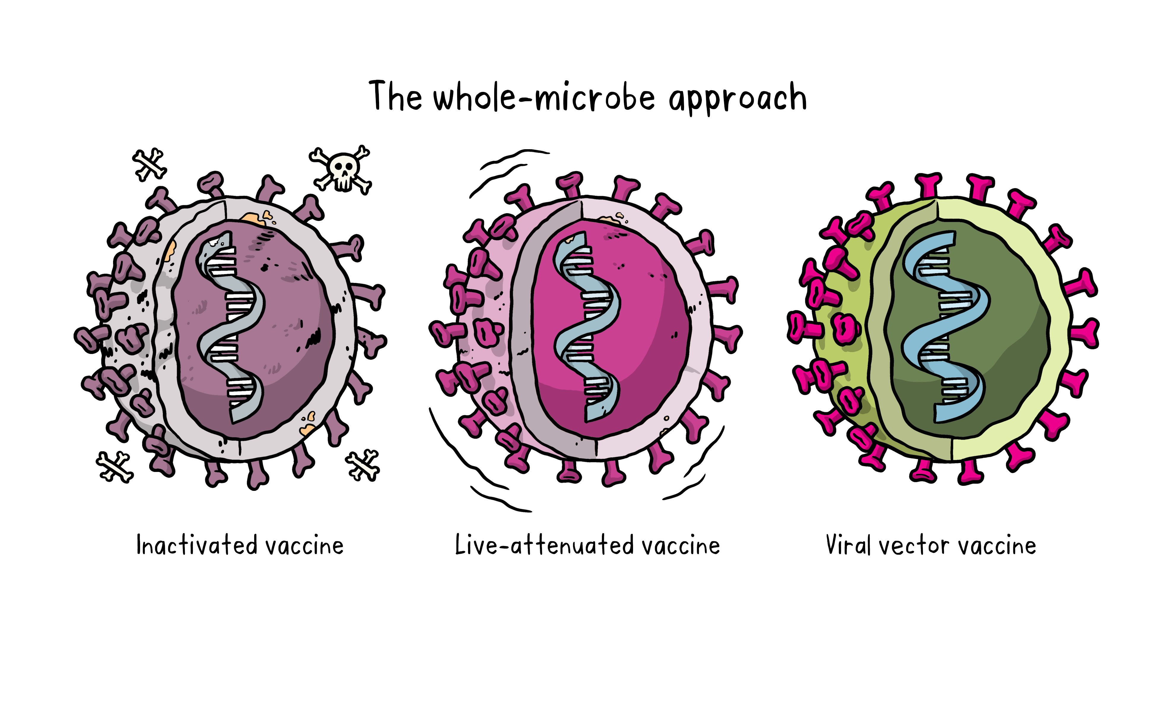 <p>Attenuated vaccines</p>