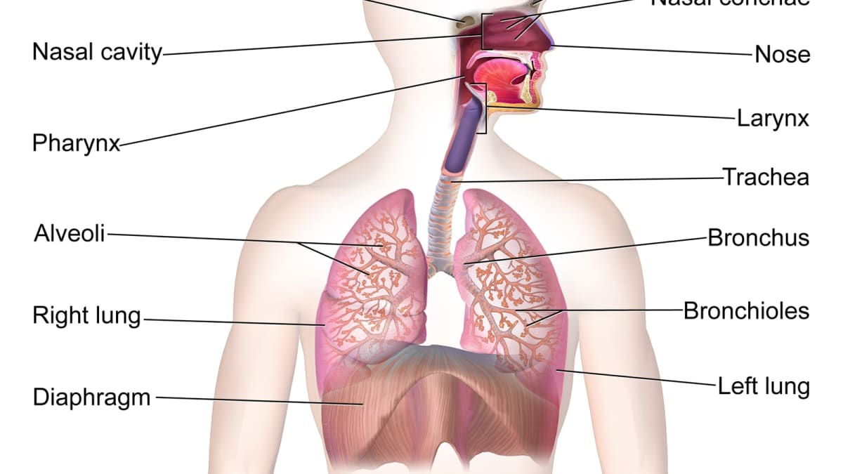 The Parts of the Respiratory System.