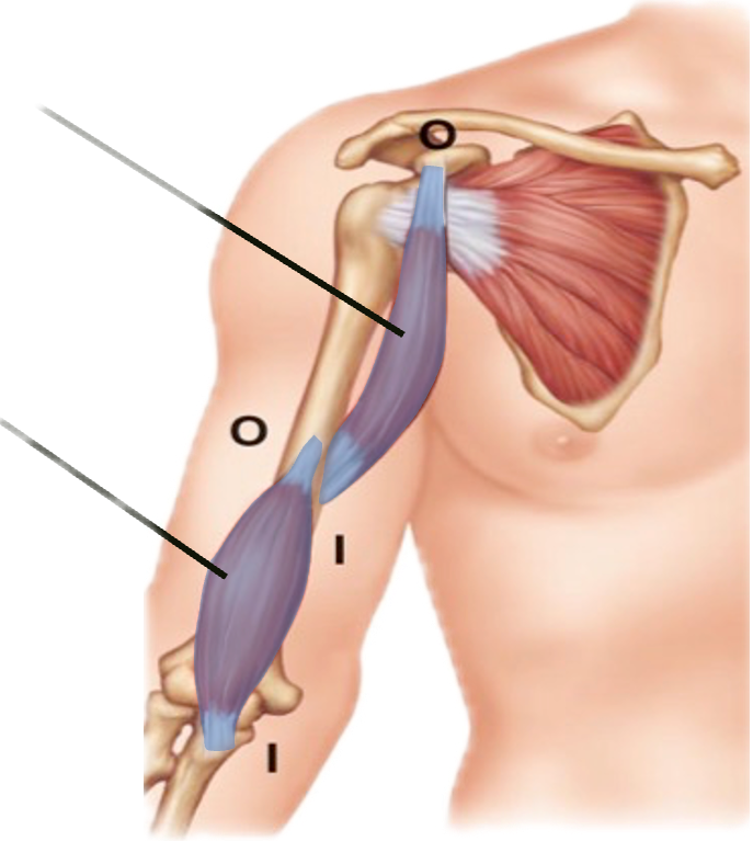 <p>What is the superior muscle that is highlighted?</p>