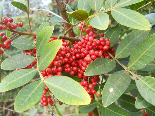 common: Brazilian pepper
family: Anacardiaceae
non-native, cat 1 invasive
Native range: Argentina, Brazil, South America
Current spread: Eastern NA, W to TX
Habit: wet to dry sites. Bottomland areas to scrubs. Variable range.
Size: up to 40ft
Colonial, grow in pure stands
Invade mangroves
Multi-stemmed shrub
Bark: tan with lenticels, thin, scratch to green easily.
Leaves: oddly pinnately compound, alternate. Leaflets are leathery, glabrous on both sides, a little bit of winging on rachis. Glabrous wings. 
Smell is peppery.
Some people react to the oils. 
Flowers/fruits: red drupe, white flowers
Birds love to eat them. Used by birds as a food source. Messes up migratory patterns. Used for honey. Beekeepers don't like when people eradicate the plants. 
~Allelopathic
Fire tol low, can act as a fire barrier, shade intolerant, salt tol moderate, low drought tolerance, low flood tolerance.
