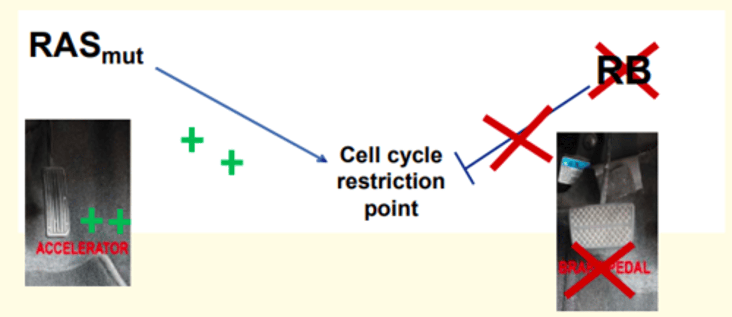 <p>Oncoproteins and inactivated TSPs can act synergistically to promote cancer cell growth </p><p>This illustrates how one component of growth control, the restriction point, can be deregulated either by oncogenic mutations in the RAS protooncogene to yield the RAS oncoprotein or by an inactivated TSP (tumour suppressor protein) RB.</p>