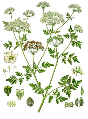 <p>Parsley family</p>