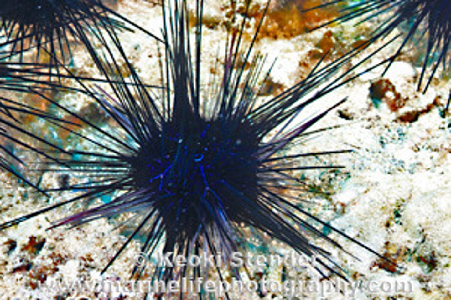 <p><em>Diadema savignyi</em></p>
