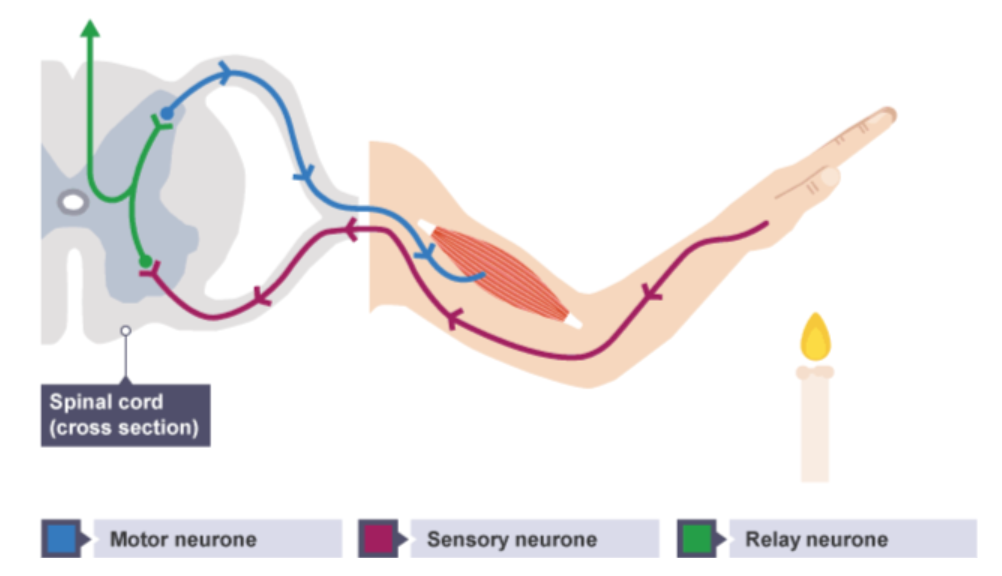 <p>-intermediate neurones</p><p>-found within CNS</p>