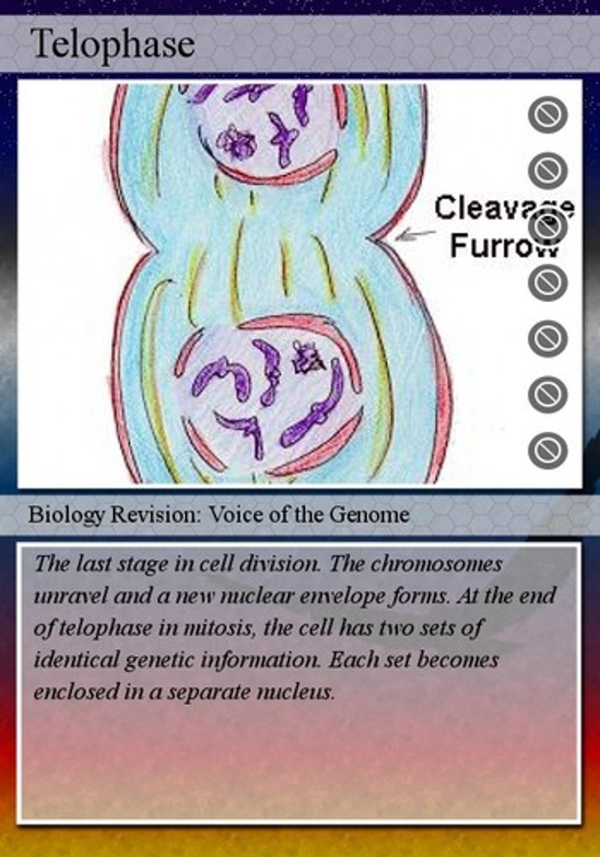 <p>chromatin forms, nuclear envelope forms</p>