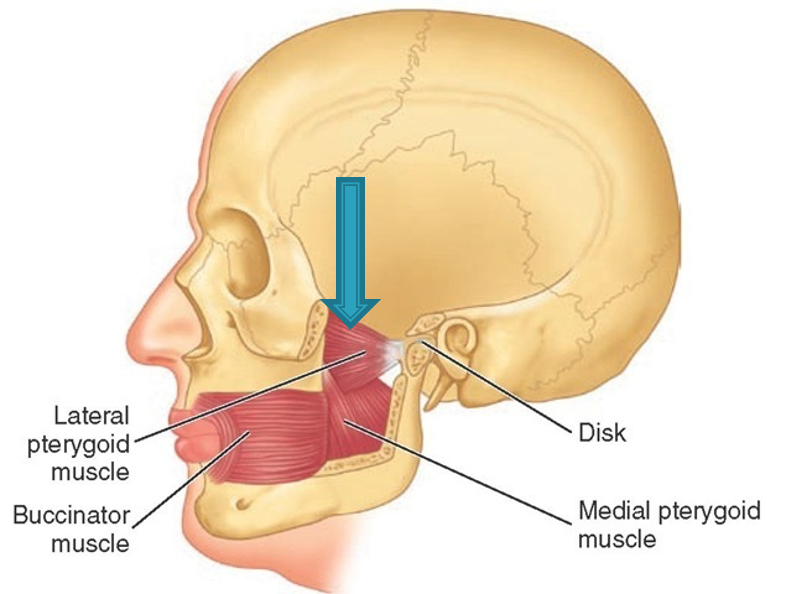 <p>innervation: CN V (trigeminal mandibular division)</p><p>action: depress, protrude, and side to side movement of mandible</p>