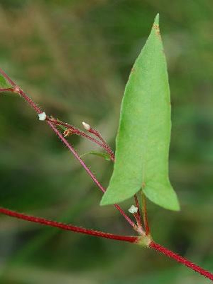 <p>Halberd leaved tearthumb</p>