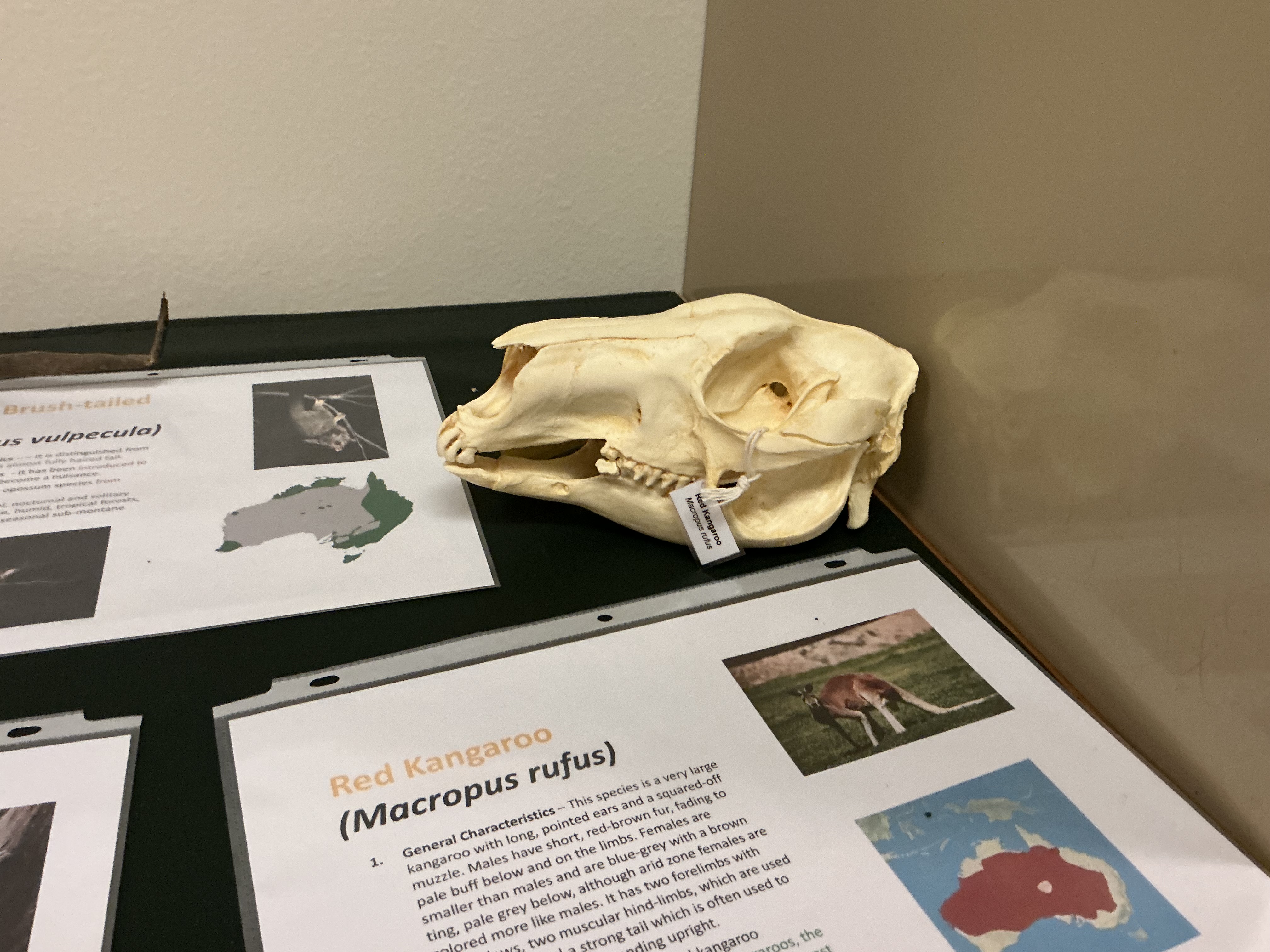 <p>What is unique about the Red Kangaroo?</p>