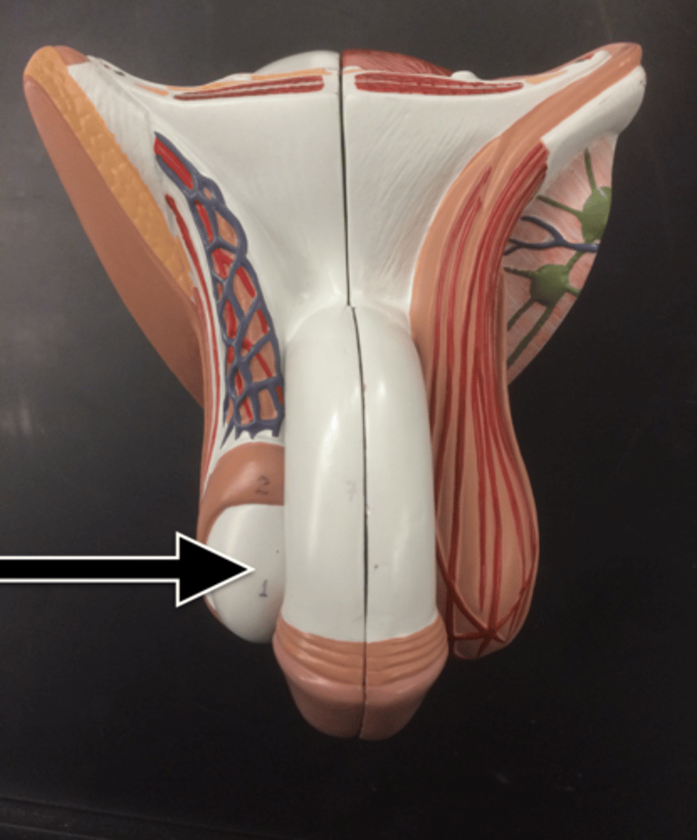 <p>Fx: divides the testes into lobules with 1-4 seminiferous tubule per lobule</p>