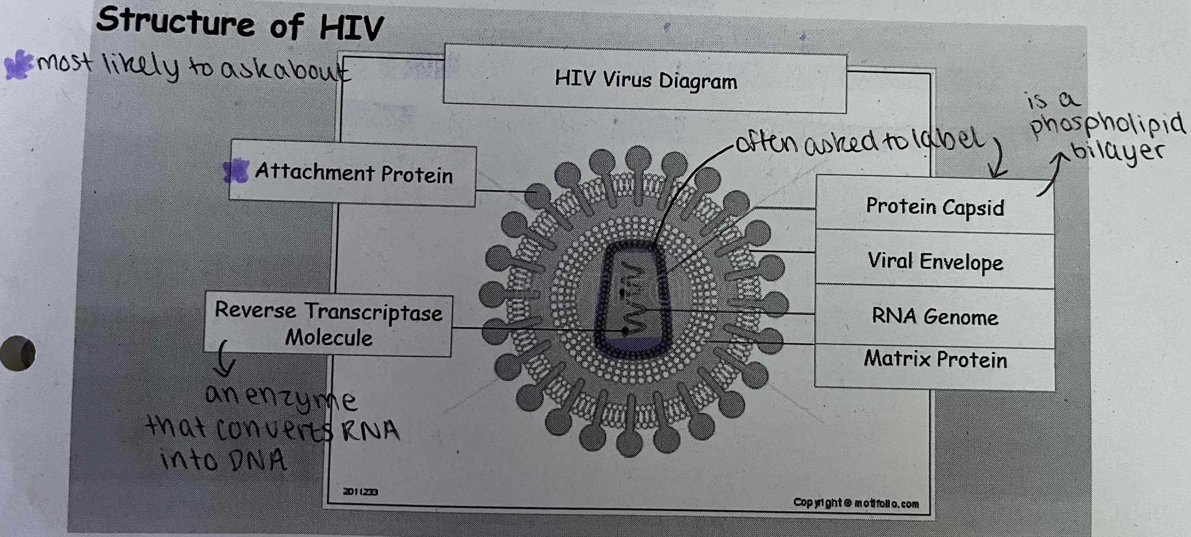 <ul><li><p>attachment proteins</p></li><li><p>Reverse transcriptase molecule</p></li><li><p>Protein capsid</p></li><li><p>viral envolope</p></li><li><p>RNA genome</p></li><li><p>Matrix protein</p></li></ul><p></p>