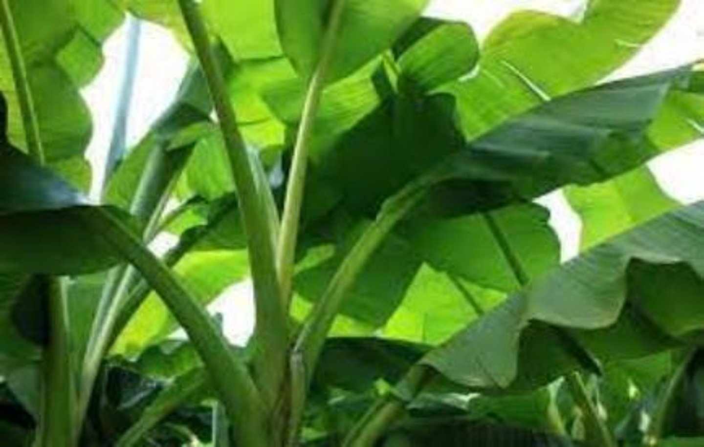 <p>Monocot with leaf sheath, spiral leaf arrangement, simple leaf type, parallel leaf venation, and undulate leaf margin.</p>