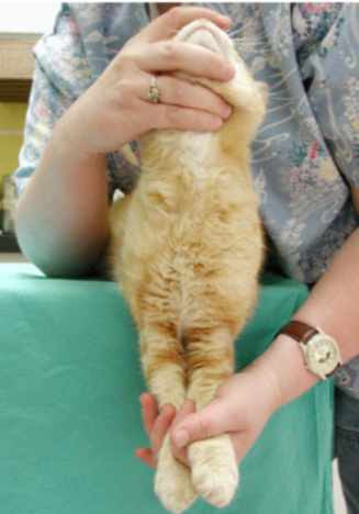 <p>cat restraint #3</p>