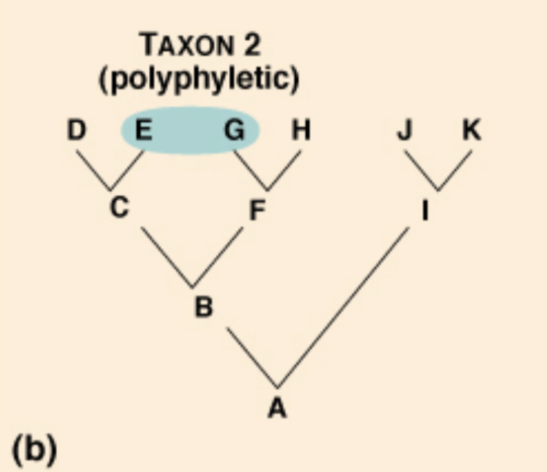 <p>Also known as a ‘polyphyletic group'. It describes a group that DOES NOT show the most recent common ancestor for some descendants.</p>