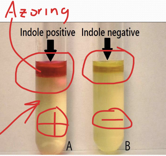 <p>Indole Test A-H Reaction</p>