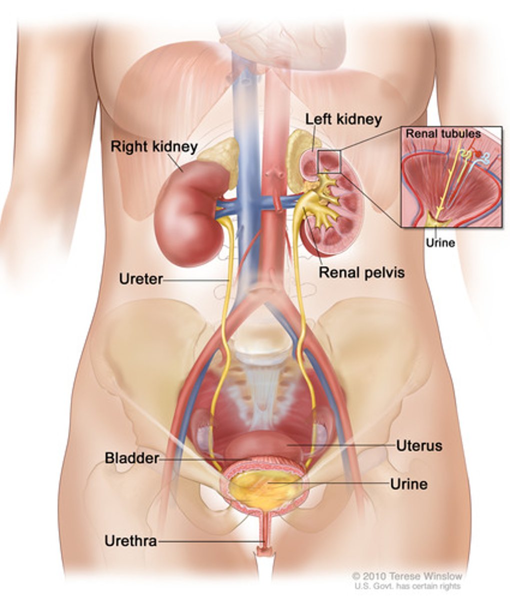 <p>Cavity that contains the bladder</p>