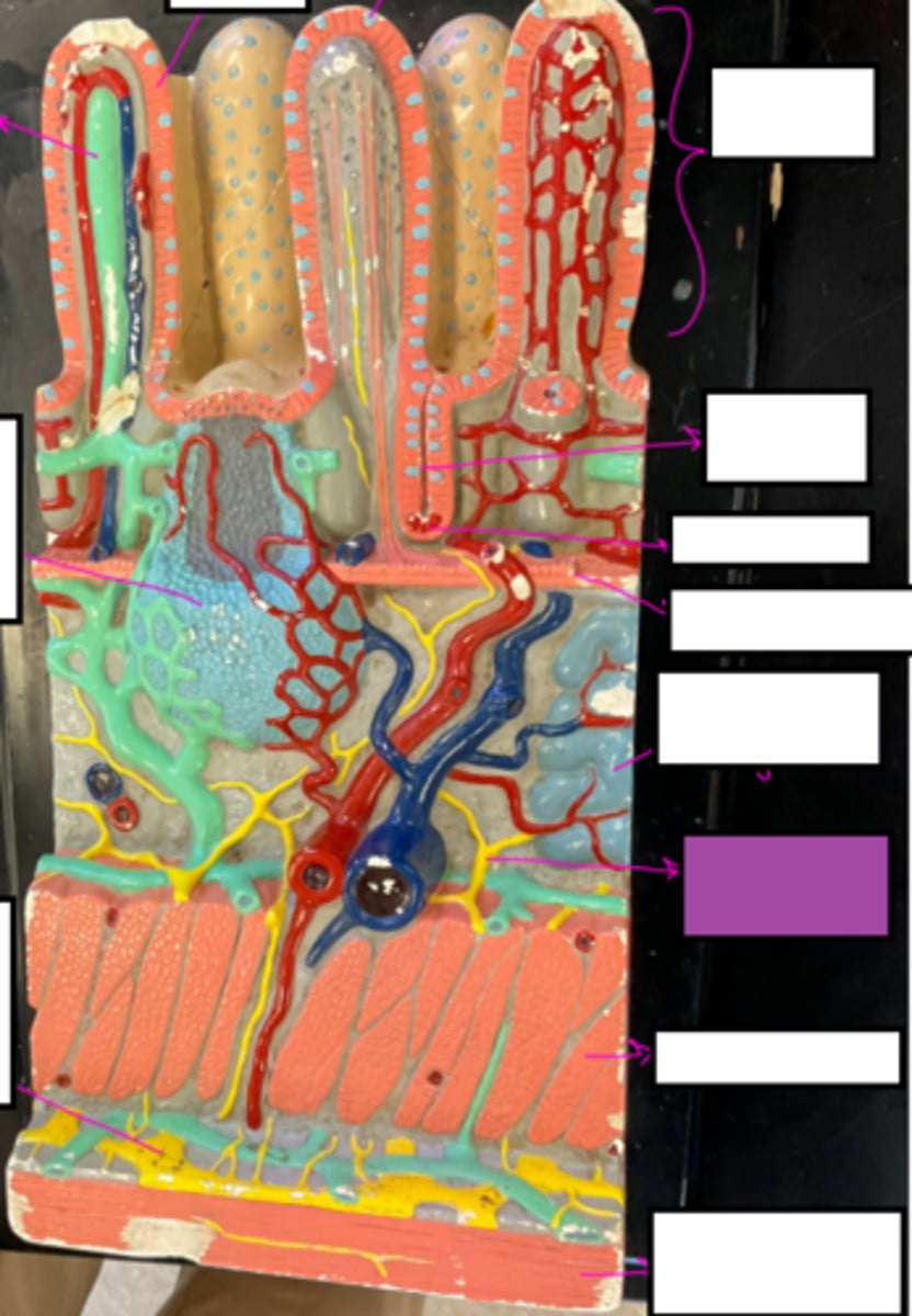 knowt flashcard image