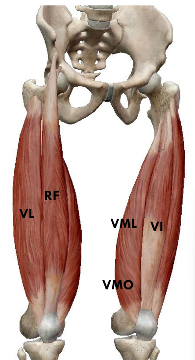 <p>name VI; origin/insertion</p>