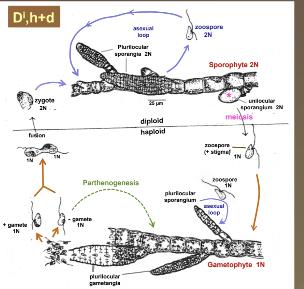 <p>Di, h+d</p>